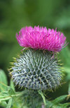 Scottish_thistle_natf_0032