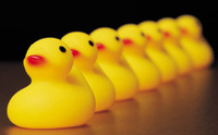 Ducks_in_one_row